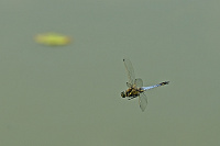 	A1943	 Vka ernoitn (Orthetrum cancellatum)