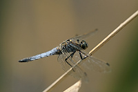 	A2196	 Vka ernoitn (Orthetrum cancellatum)