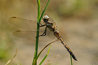 	A2300	 Vka ernoitn (Orthetrum cancellatum)