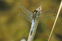 	A2641	 Vka ernoitn (Orthetrum cancellatum)