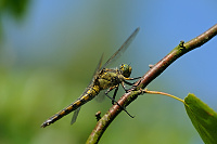 	A3234	 Vka ernoitn (Orthetrum cancellatum)