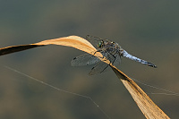 	A4010	 Vka ernoitn (Orthetrum cancellatum)
