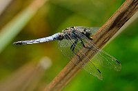 	A6158	 Vka ernoitn (Orthetrum cancellatum)