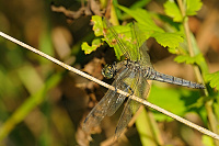 	A6651	 Vka ernoitn (Orthetrum cancellatum)