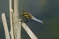 b2186 Vka ernoitn (Orthetrum cancellatum)