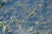 b2357 Vka ernoitn (Orthetrum cancellatum)