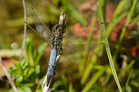 b2470 Vka ernoitn (Orthetrum cancellatum)