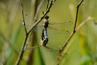b2705 Vka ernoitn (Orthetrum cancellatum)