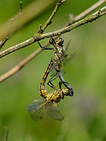 b2717 Vka ernoitn (Orthetrum cancellatum)