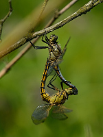 b2734 Vka ernoitn (Orthetrum cancellatum)