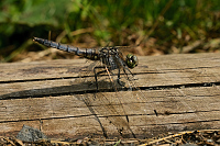b5965 Vka ernoitn (Orthetrum cancellatum)