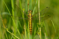 c2626. Vka ernoitn (Orthetrum cancellatum)