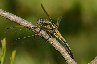 c3446. Vka ernoitn (Orthetrum cancellatum)