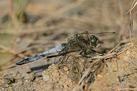 c3589. Vka ernoitn (Orthetrum cancellatum)