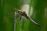 c5934. Vka ernoitn (Orthetrum cancellatum)