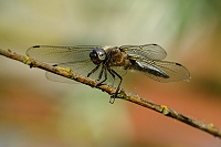 g0395. Vka ernoitn (Orthetrum cancellatum)