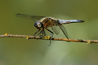 g0419. Vka ernoitn (Orthetrum cancellatum)