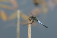 j1099. Vka ernoitn (Orthetrum cancellatum)
