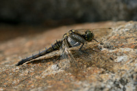 j1293. Vka ernoitn (Orthetrum cancellatum)