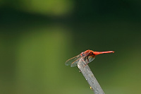 	A3835	 Vka erven (Crocothemis erythraea)