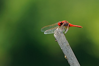 Vka erven (Crocothemis erythraea)