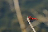 	A4090	 Vážka červená (Crocothemis erythraea)