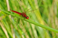 	A4320	 Vážka červená (Crocothemis erythraea)