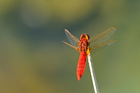 	A4331	 Vka erven (Crocothemis erythraea)