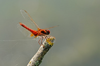 	A4384	 Vka erven (Crocothemis erythraea)