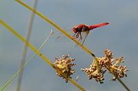 	A4386	 Vka erven (Crocothemis erythraea)