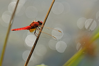 	A4398	 Vka erven (Crocothemis erythraea)