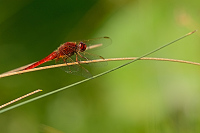 e1475. Vážka červená (Crocothemis erythraea)