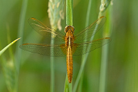 f0711. Vka erven (Crocothemis erythraea)