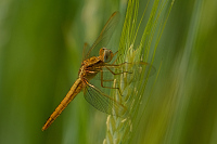 f0748. Vka erven (Crocothemis erythraea)