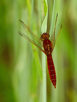 f0869. Vka erven (Crocothemis erythraea)