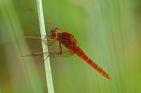 f0957. Vka erven (Crocothemis erythraea)