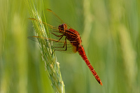 f1065. Vka erven (Crocothemis erythraea)