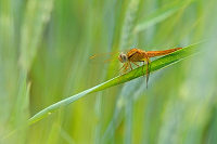 f1189. Vka erven (Crocothemis erythraea)