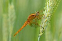 f1243. Vka erven (Crocothemis erythraea)