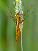 f1291. Vka erven (Crocothemis erythraea)