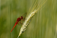 f2221. Vka erven (Crocothemis erythraea)