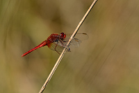 f4444. Vka erven (Crocothemis erythraea)