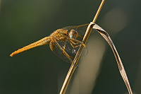 f4454. Vka erven (Crocothemis erythraea)