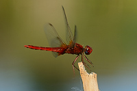 f4504. Vka erven (Crocothemis erythraea)