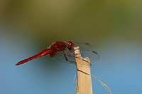 f4552. Vka erven (Crocothemis erythraea)