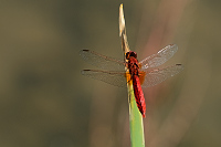f4669. Vka erven (Crocothemis erythraea)