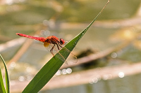 img_14 Vka erven (Crocothemis erythraea)