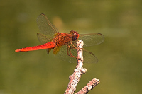img_15 Vka erven (Crocothemis erythraea)