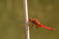 img_15 Vka erven (Crocothemis erythraea)