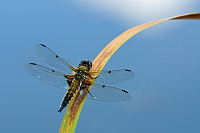 	A0339	 Vka tyskvrnn (Libellula quadrimaculata)